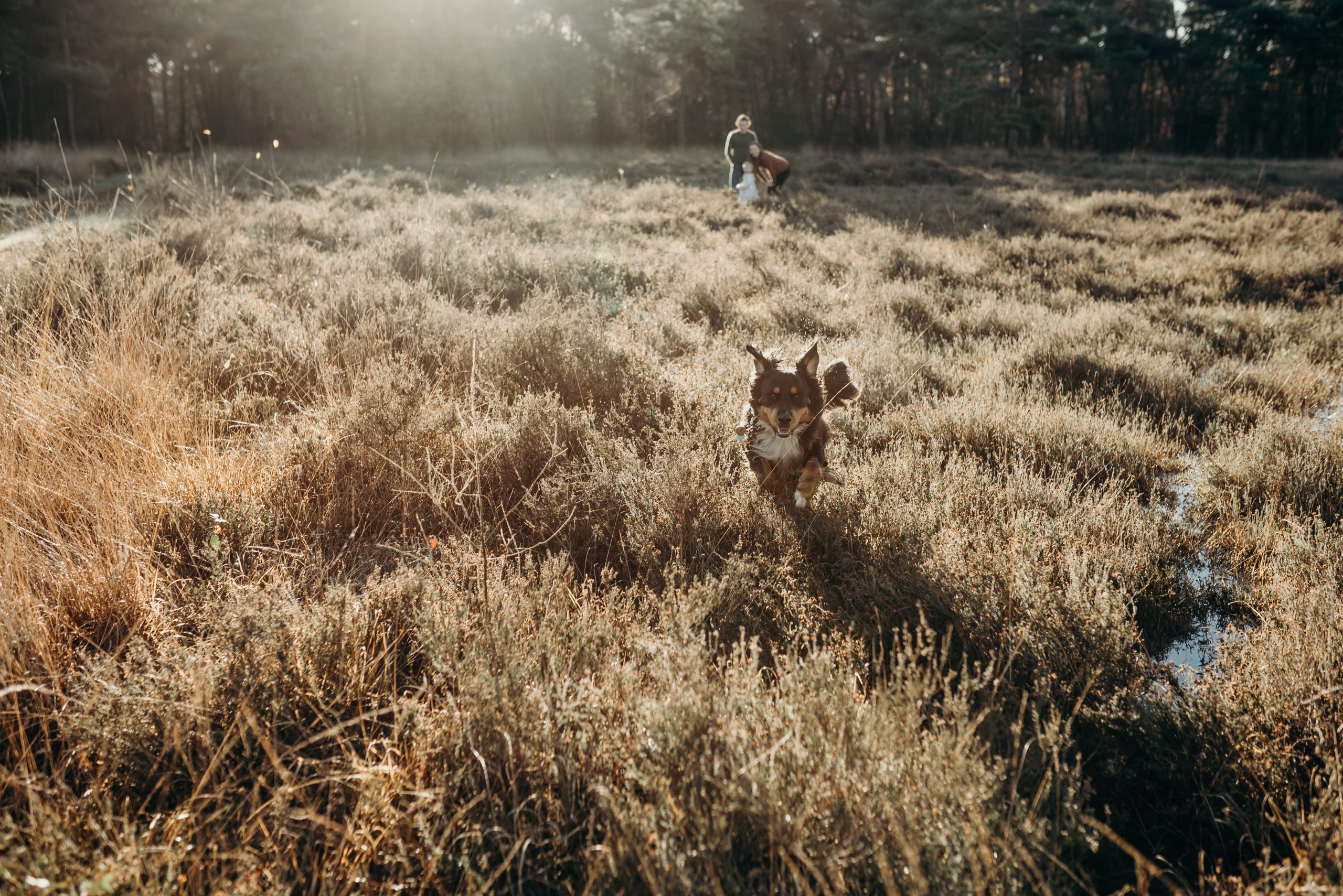 WillemineFotografie-77 Hond Bowie rent naar je toe heide